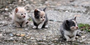 Rescatan Antiguo Refugio de Bella Vista para un Proyecto Integral de Bienestar Animal en Maracaibo