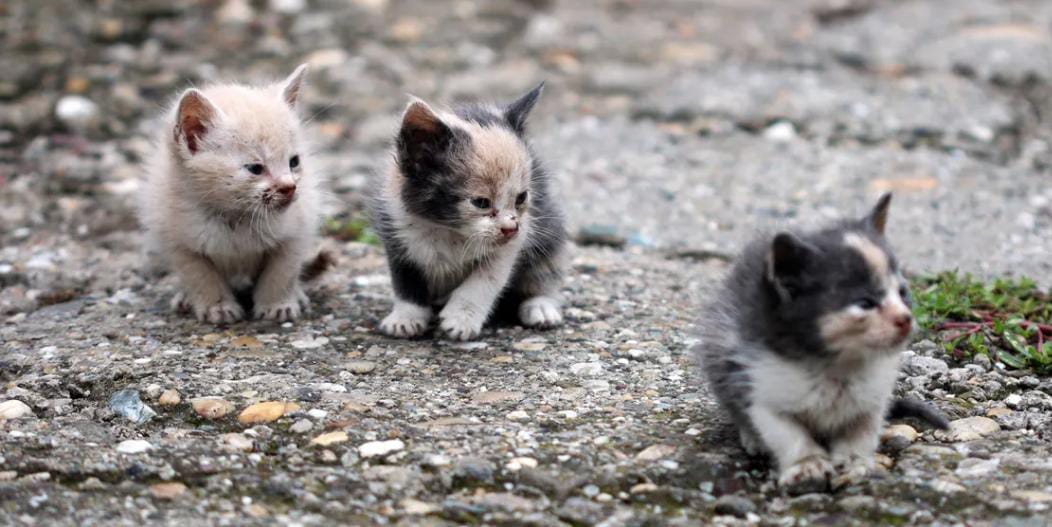 Rescatan Antiguo Refugio de Bella Vista para un Proyecto Integral de Bienestar Animal en Maracaibo