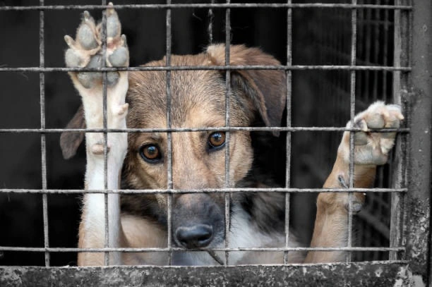 Nuevas sanciones contra el maltrato animal en Venezuela