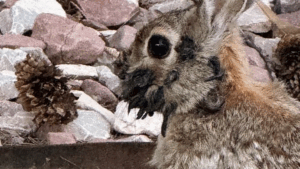 Preocupación en EEUU por la aparición de conejos con extraños tentáculos en la cabeza: las autoridades piden no tocarlos