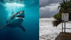 ¿Podría el huracán Erin estar provocando que los tiburones se acerquen más a las costas?