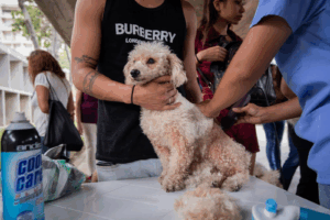 Maracaibo se suma a la jornada masiva de esterilización animal “Castralat 2025” este 4 de octubre