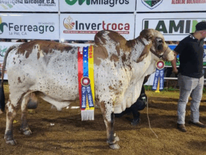Gobernación Bolivariana reconoce a criadores de las razas más destacadas en Expoferia Ganadera de El Laberinto