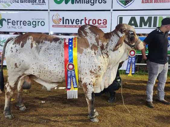 Gobernación Bolivariana reconoce a criadores de las razas más destacadas en Expoferia Ganadera de El Laberinto