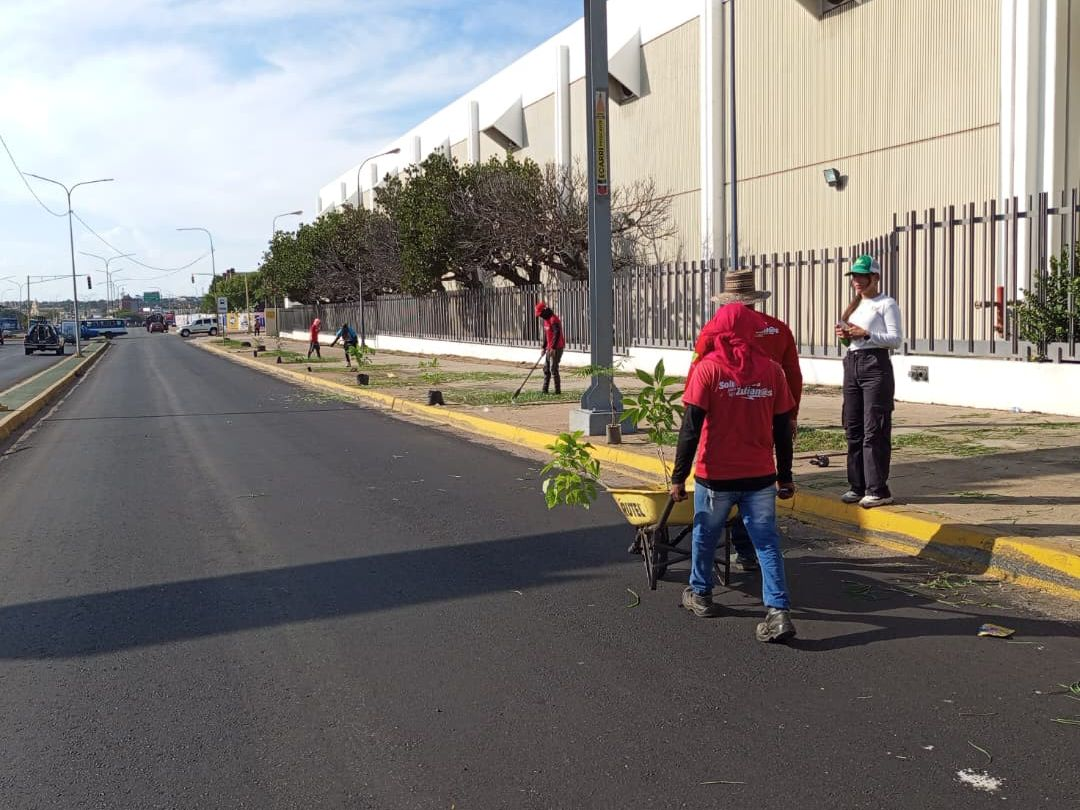 Jornada de arborización toma la avenida Delicias en despliegue coordinado por la Gobernación del Zulia