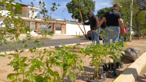 Alcaldía de Maracaibo realizó arborización en prolongación Circunvalación 2