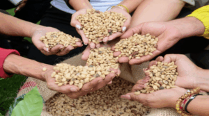 Café venezolano se internacionaliza con más 5 millones de kilos exportados en 2025