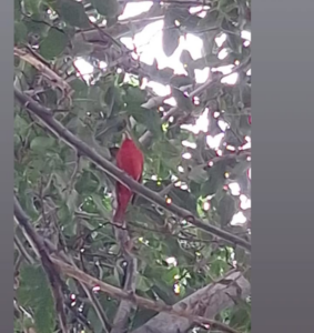 El "Cardenalito Migratorio" vuelve a Maracaibo: expertos reportan su presencia en la ciudad