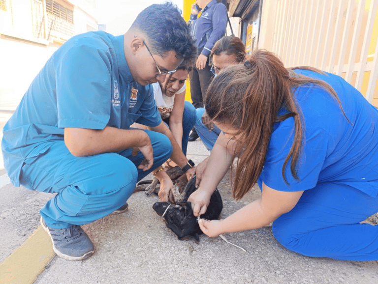 Alcaldía de Maracaibo promueve campañas de amor responsable por las mascotas