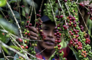 Migrantes cubanos, venezolanos y haitianos salvan la cosecha de café en el sur de México