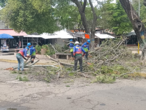 Alcaldía Bolivariana de Machiques ejecuta jornada de remoción de árboles y limpieza en la Plaza Urdaneta 