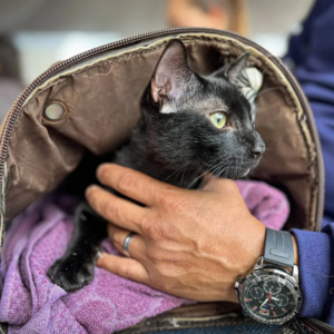 ¡IMPA activo! 100 felinos esterilizados en la primera jornada de esterilización felina de 2026