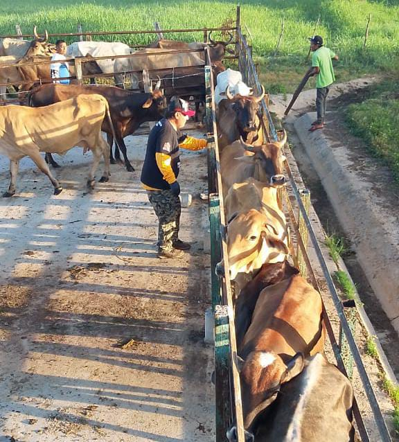 ¡Jornada exitosa! Vacunados más de 2.600 animales contra la fiebre aftosa en Maracaibo