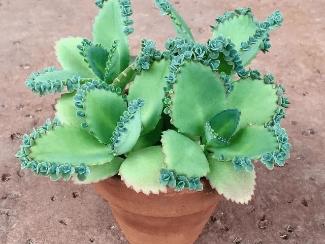 Conoce aquí los beneficios de la planta Mala Madre