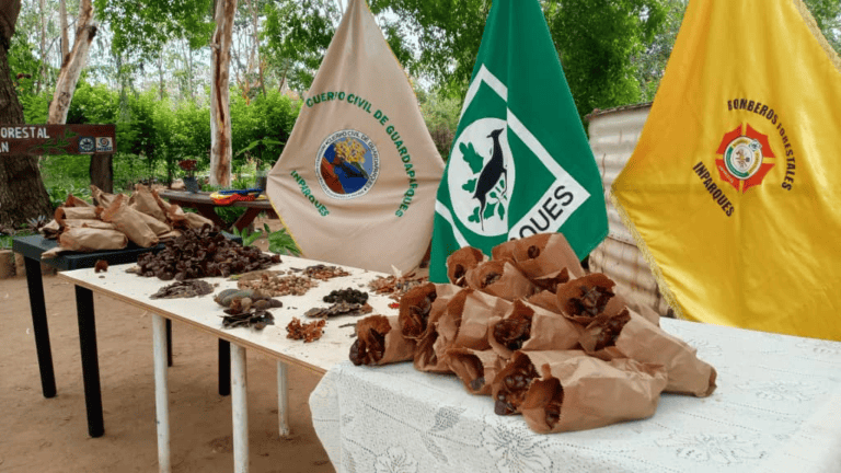 Recolectan semillas forestales y frutales en tres municipios del Zulia