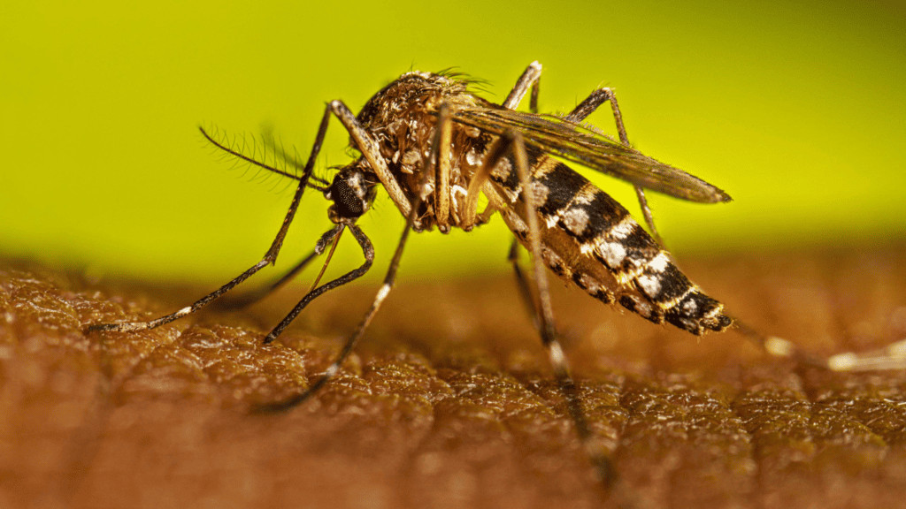 Aquí todo lo que debes saber sobre la Fiebre Amarilla