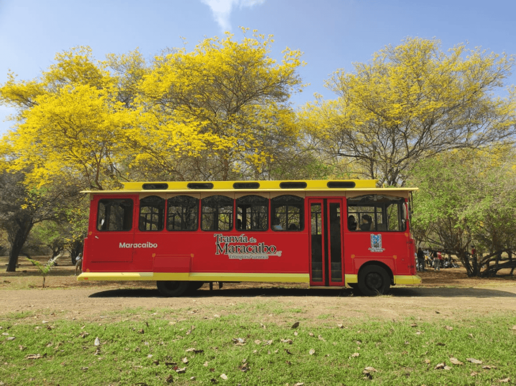 ¡Atractivo turístico natural! Tranvía de Maracaibo impulsa el turismo con la ruta emblemática al Jardín Botánico