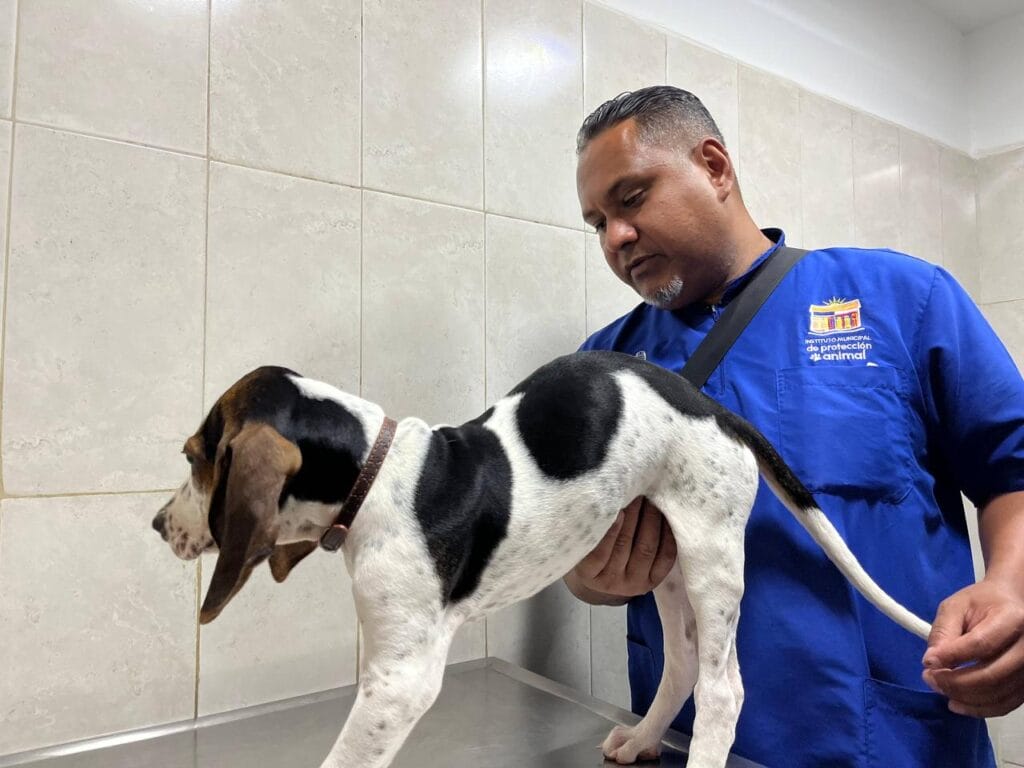 Más de 4.200 mascotas atendidas durante el primer trimestre
