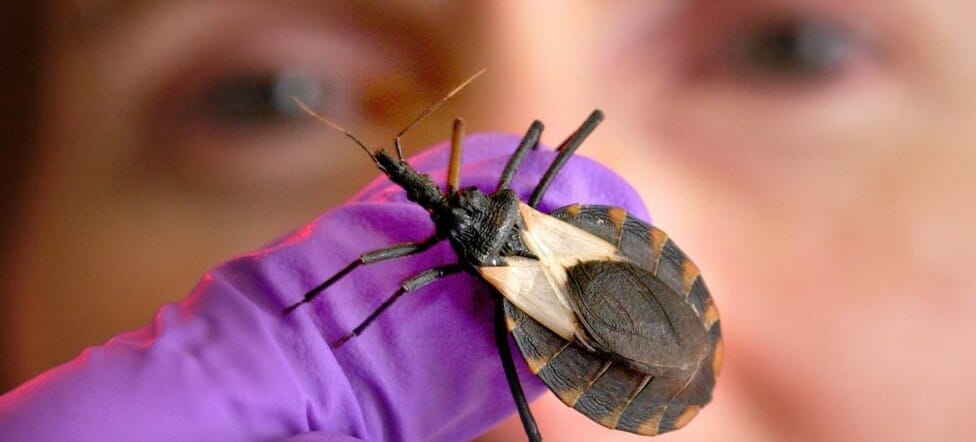 Semana de la Lucha contra el Chagas