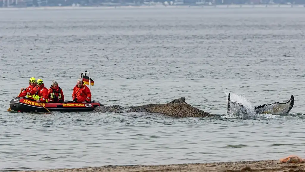 La ballena jorobada atrapada en el Báltico fue liberada