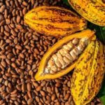 Feria Artesanal de Café, Cocuy, Cacao y Miel destacan por su aporte económico al país