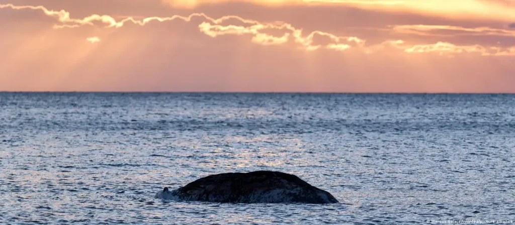 Hallan sin vida en Dinamarca a la ballena salvada en Alemania