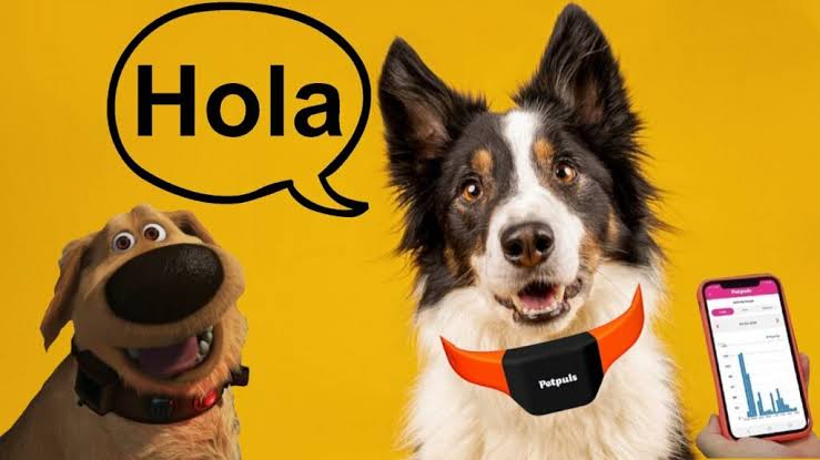 Una empresa china crea un collar con IA que convierte los sonidos de perros y gatos al idioma humano