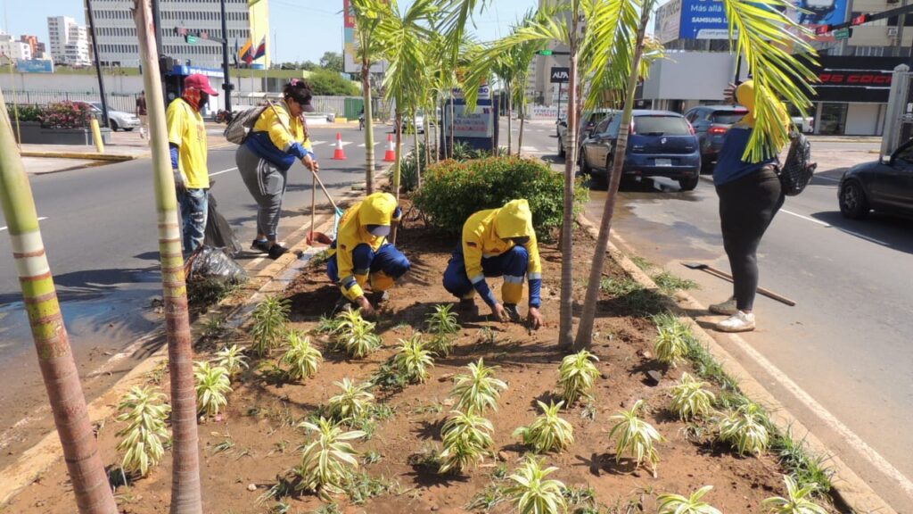 Alcaldía de Maracaibo desplegada arborizando por un ambiente verde en la ciudad