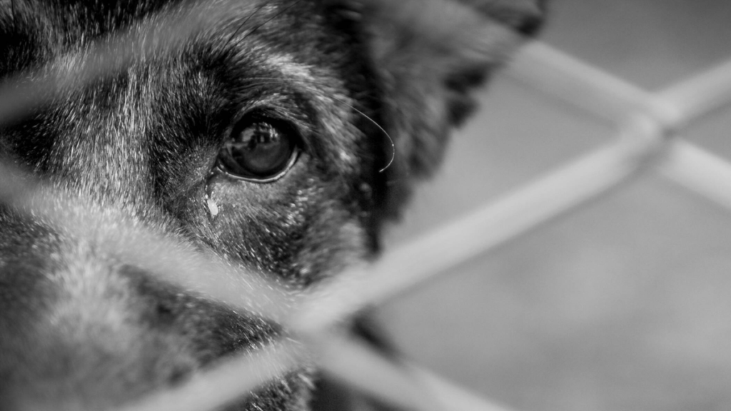 Un llamado a la conciencia ciudadana tras el abandono abismal de animales domésticos en las calles