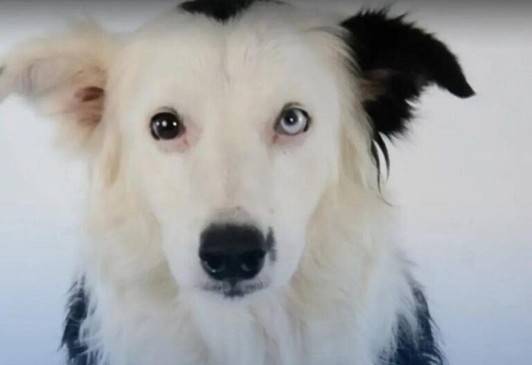 Tsunami, el héroe canino que dejará huella en Caracas