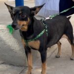 Esterilizados más de 100 animalitos en jornada del IMPA