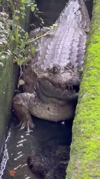 Alertan la presencia de un cocodrilo en Caracas