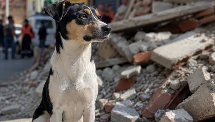 Misión Nevado resguarda más de 600 mascotas tras lo terremotos