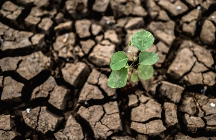 OPS analiza impacto de El Niño y otros eventos climáticos en la salud