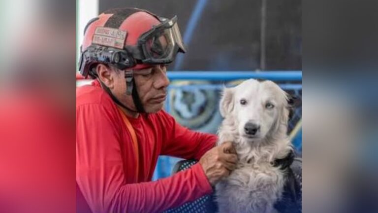 ¡Héroes de los sismos! Tsunami y su cuidador Jorge están por acceder a un nuevo hogar