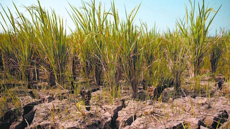 Un súper El Niño podría sumar 0,3 puntos a la inflación mundial 