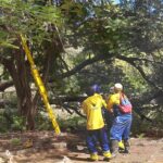Las labores continúan IMA ha recogido 40 árboles caídos tras el paso de la onda tropical que azotó la ciudad