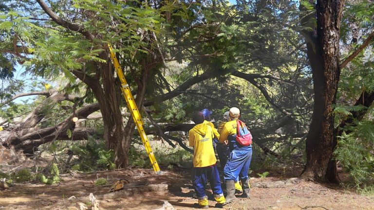 Las labores continúan IMA ha recogido 40 árboles caídos tras el paso de la onda tropical que azotó la ciudad