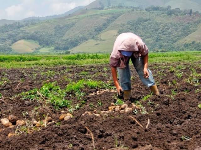 Advierten que fenómeno “Súper El Niño” podría afectar el 60% de las cosechas nacionales