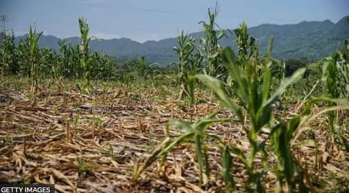 Los graves efectos que los científicos pronostican en América Latina por el fenómeno del "Súper El Niño"