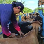 Agroproductores de Maracaibo aportan el 48% de los alimentos que consumen los hogares del municipio