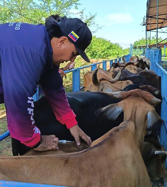 Agroproductores de Maracaibo aportan el 48% de los alimentos que consumen los hogares del municipio