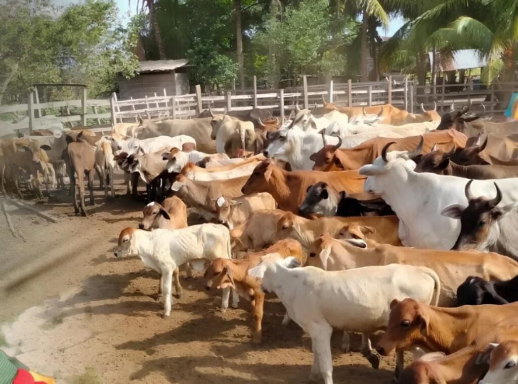 Instalan el Estado mayor para la caracterización del rebaño bovino de Maracaibo