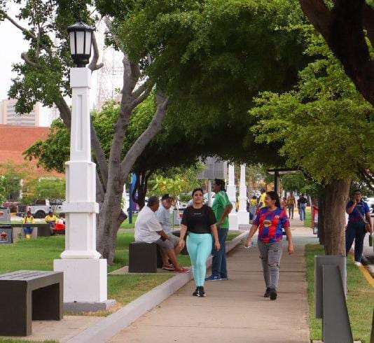 Concejo Municipal de Maracaibo debate nueva ordenanza de arboricultura urbana para mitigar el cambio climático