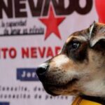 Este Sábado Misión nevado invita a la gran Feria Animalista que incluirá una jornada especial de vacunación