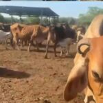 Alcaldía de Maracaibo se integra al Estado mayor para la caracterización de la ganadería bovina