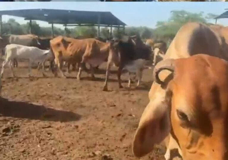 Alcaldía de Maracaibo se integra al Estado mayor para la caracterización de la ganadería bovina