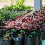 Alcaldía de Maracaibo participa en el Comité de Reforestación para reverdecer la ciudad