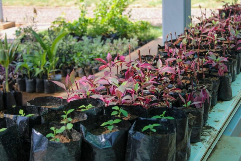 Alcaldía de Maracaibo participa en el Comité de Reforestación para reverdecer la ciudad