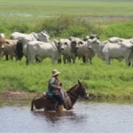 Productores de Apure activan medidas preventivas ante impacto de El Niño